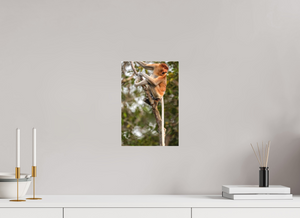 Hostility, Proboscis Monkey