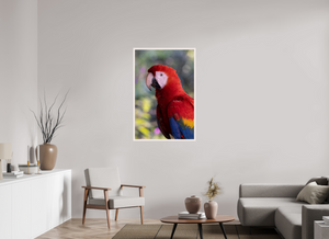 Colors of the Tropics, Scarlet Macaw