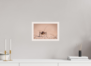 Army of One, African Armored Cricket