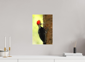 Exclamation, Pale-billed Woodpecker