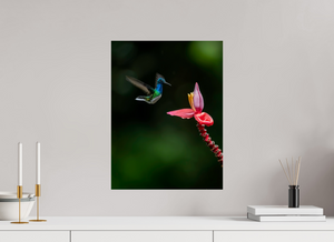 Beauty in Motion, White-Necked Jacobin