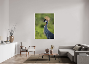 Glamour, Crowned Crane