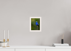 Scarlet Stockings, Red-legged Honeycreeper