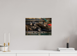 Sleep Over, Sea Lions