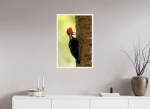 Exclamation, Pale-billed Woodpecker