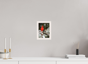 Scarlet Decor, Cardinal