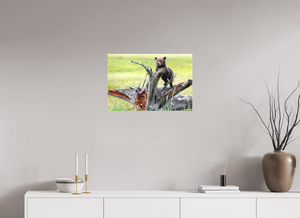 Branching Out, Alaskan Coastal Brown Bear Cub