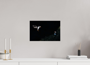 Home For Dinner, Atlantic Puffin