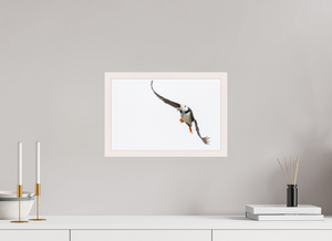 The Provider, Tufted Puffin