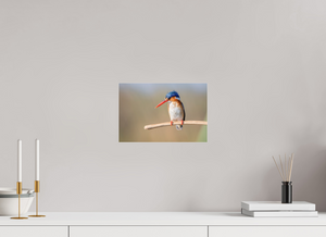 Dripping Wet, Malachite Kingfisher