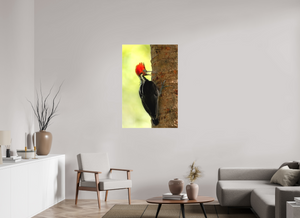 Exclamation, Pale-billed Woodpecker