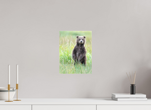 Innocence, Alaskan Coastal Brown Bear Cub