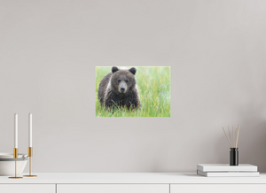 Teddy Bear Shower, Alaskan Brown Bear Cub
