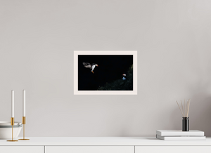 Home For Dinner, Atlantic Puffin