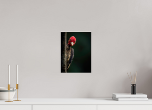 Dissatisfaction, Pale-billed Woodpecker