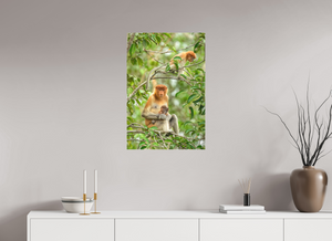 Audacity and Indignation, Proboscis Monkey