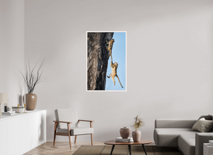 King of the Swingers, Baboon