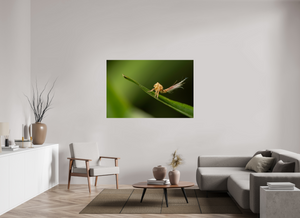 Plumes, Planthopper Nymph