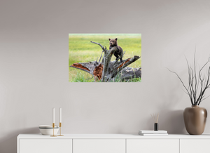 Branching Out, Alaskan Coastal Brown Bear Cub