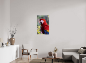 Colors of the Tropics, Scarlet Macaw