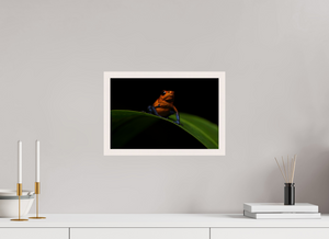 Warning Signs, Poison Dart Frog