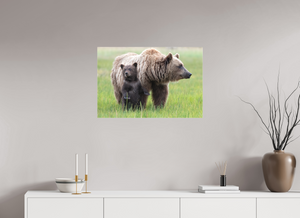 On Alert, Alaskan Coastal Brown Bear