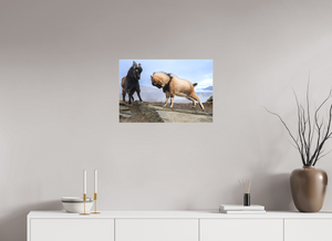 Billy Goat's Gruff, New Zealand