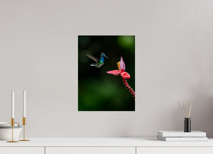 Beauty in Motion, White-Necked Jacobin