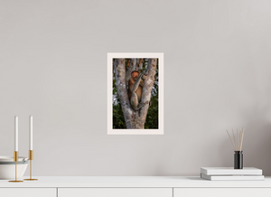 Seat of Honor, Proboscis Monkey