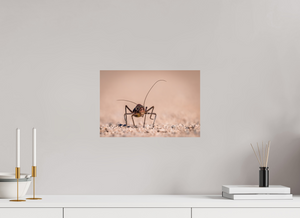 Army of One, African Armored Cricket