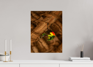 Color Balance, Sunbird