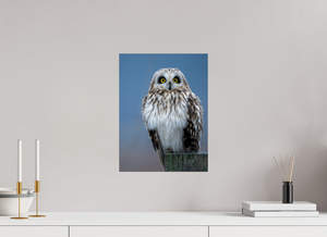 Intensity, Short-eared Owl