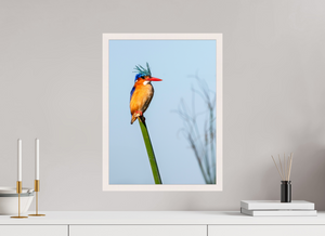 Mohawk, Malachite Kingfisher