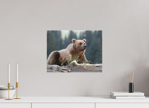 Bears and Blooms, Alaskan Coastal Brown Bear