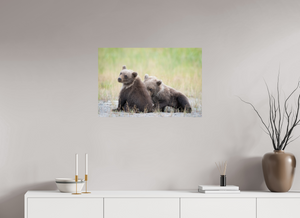 Observation, Alaskan Brown Bear Cubs