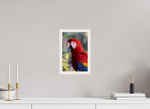 Colors of the Tropics, Scarlet Macaw
