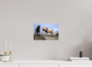 Billy Goat's Gruff, New Zealand