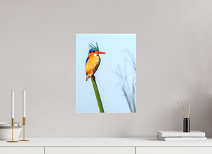 Mohawk, Malachite Kingfisher