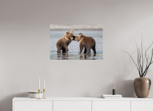 Conflict, Alaskan Coastal Brown Bear Cubs