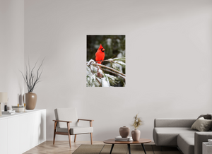 Scarlet Decor, Cardinal