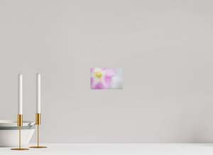 Spider's Treasure, Maine