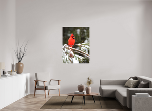 Scarlet Decor, Cardinal