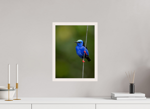 Scarlet Stockings, Red-legged Honeycreeper