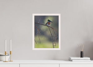 Delicate Details, Amazon Kingfisher