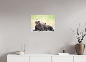 Observation, Alaskan Brown Bear Cubs
