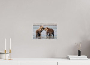 Conflict, Alaskan Coastal Brown Bear Cubs