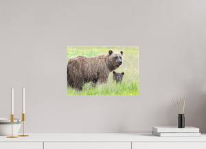 Limited Visibility, Alaskan Coastal Brown Bear