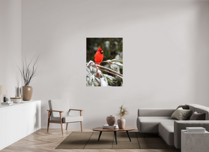 Scarlet Decor, Cardinal