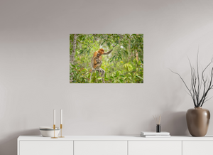 Treetop Lullaby, Proboscis Monkey