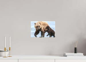 Playful Invitation, Alaskan Coastal Brown Bear
